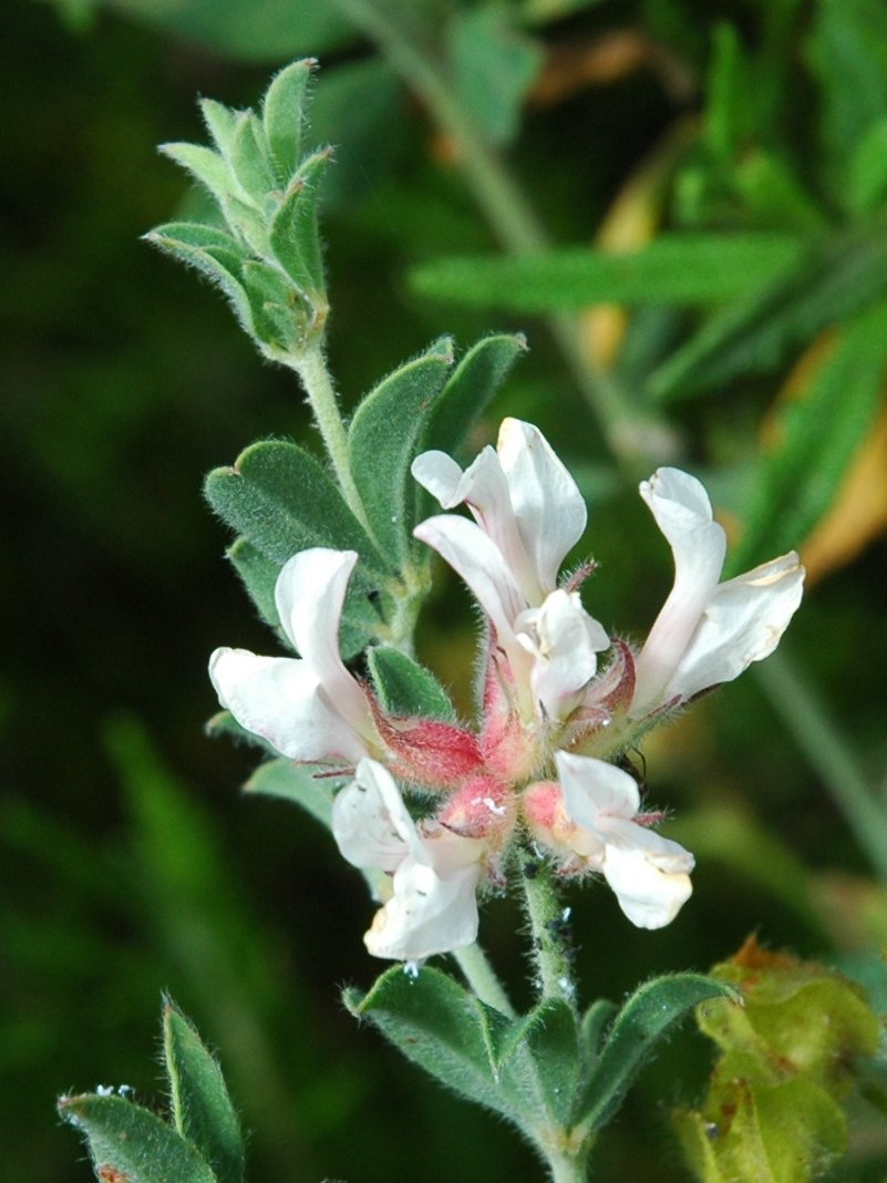 Elba : Lotus hirsutus (= Dorycnium hirsutum)